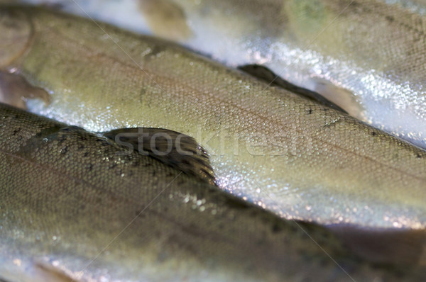 Frischen Forellen abstrakten Bild drei Diagonale Stock foto © erbephoto