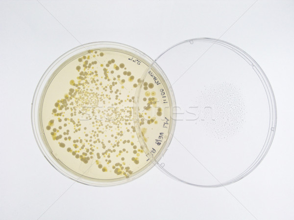 Bacterial colonies on agar plate Stock photo © erbephoto