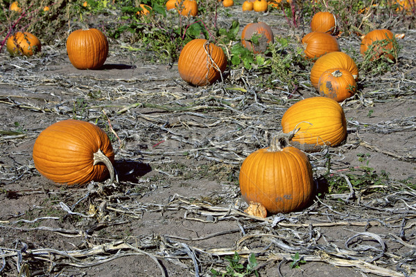 Kürbis Bereich Kürbisse Reben zunehmend orange Stock foto © erbephoto