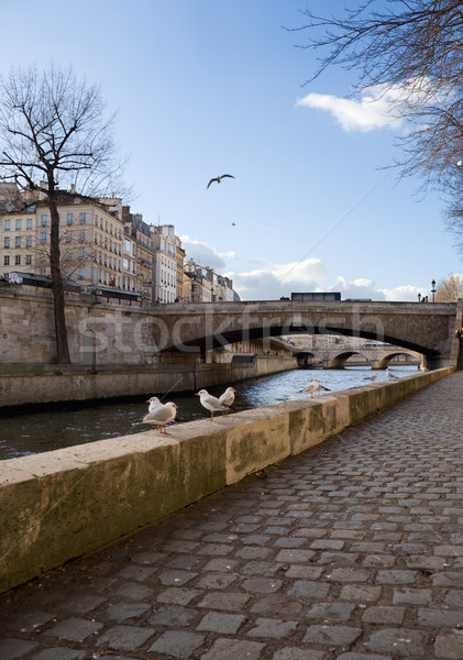 Gulls in Paris Stock photo © ErickN