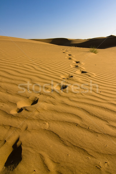 Pegadas areia deserto natureza verão aventura Foto stock © ErickN