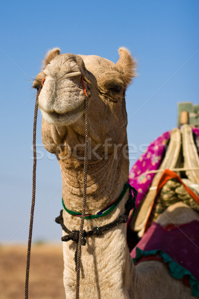 Camelo deserto safári animal aventura turismo Foto stock © ErickN