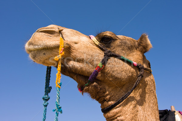 [[stock_photo]]: Chameau · tête · Safari · désert · sable · Asie