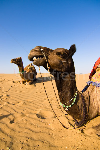 Camel in Thar desert Stock photo © ErickN