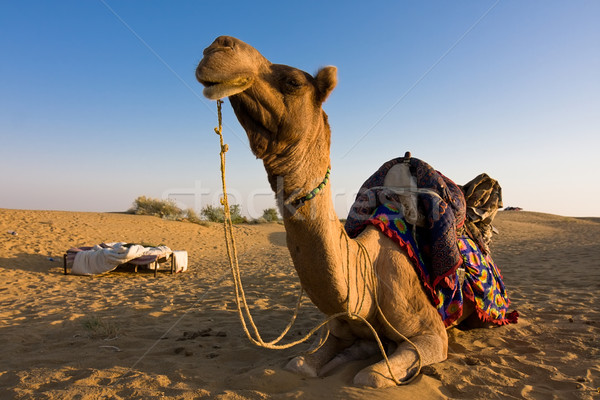 Camelo deserto safári natureza verão areia Foto stock © ErickN