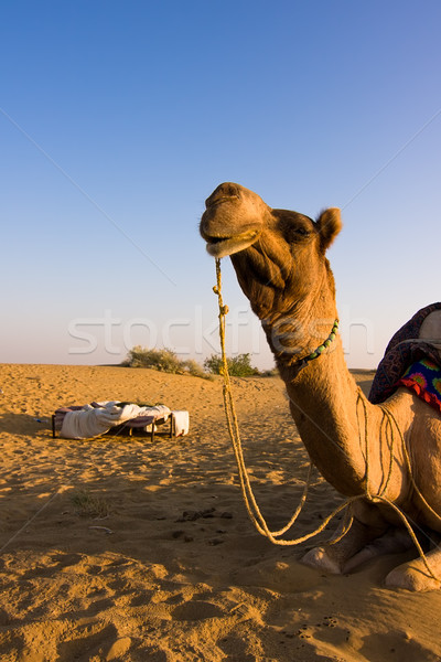 [[stock_photo]]: Chameau · désert · Safari · nature · été · sable