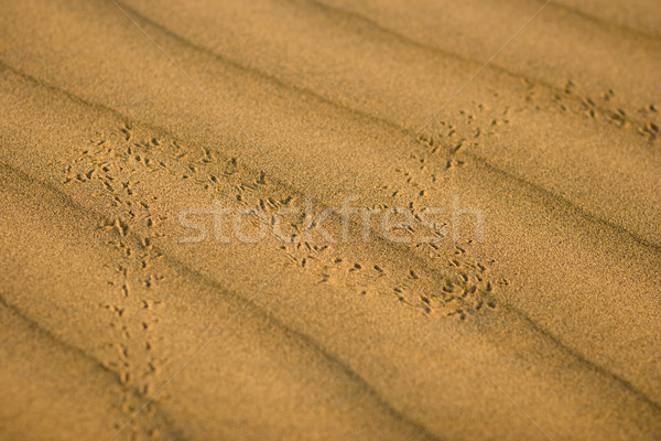 Besouro pegadas areia deserto Índia raso Foto stock © ErickN