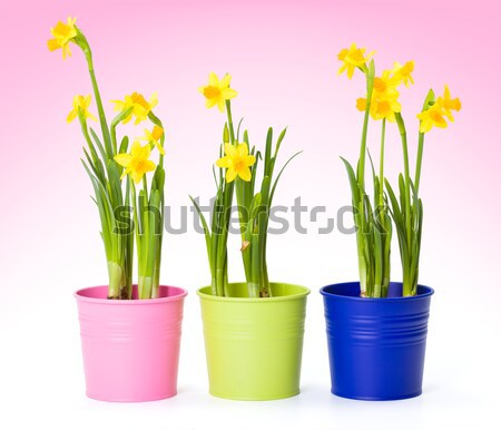 Foto stock: Amarelo · narcisos · colorido · primavera · fundo · plantas