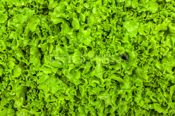 Green leaf lettuce texture Stock photo © erierika