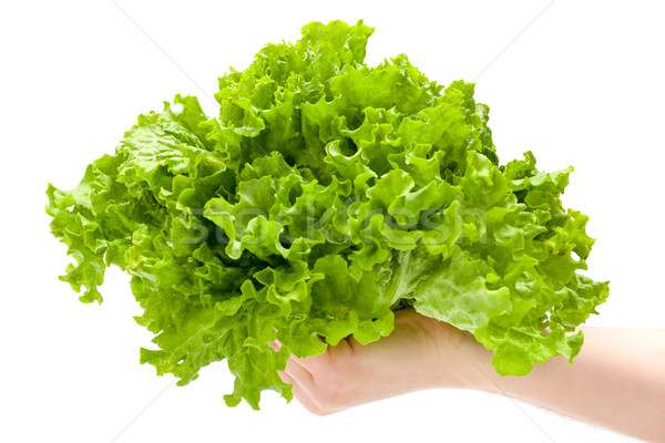 Green leaf lettuce in man's hand Stock photo © erierika