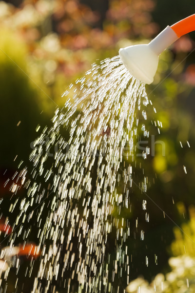 Irrigating from sprinkling can Stock photo © erierika