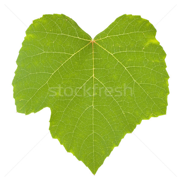 Isoliert grünen Trauben Blatt weiß Stock foto © erierika