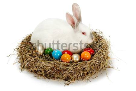 Easter bunny in nest with painted eggs Stock photo © erierika