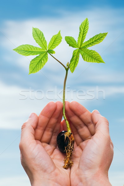 Kastanje spruit hand groei blauwe hemel Stockfoto © erierika