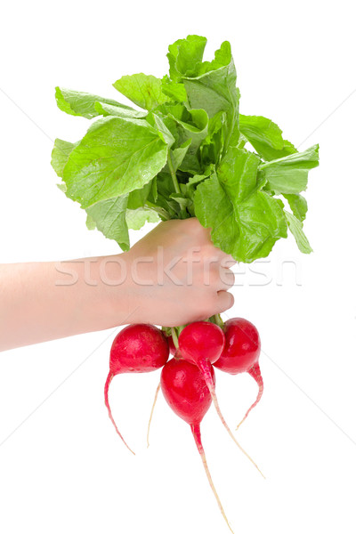 Hand holding red radish bunch Stock photo © erierika