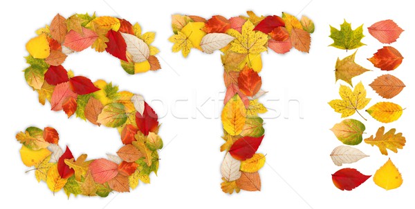 Hojas de otoño colorido diseno elementos adjunto Foto stock © erierika
