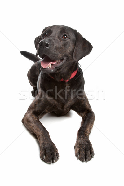 Vegyes fajta kutya labrador rottweiler fehér Stock fotó © eriklam