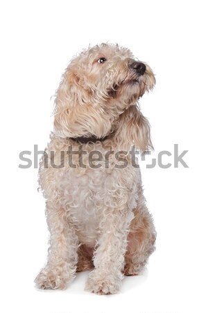 Mieszany psa front biały tle Zdjęcia stock © eriklam