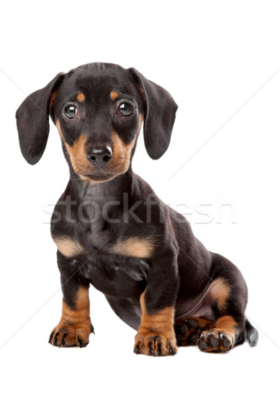 Foto stock: Dachshund · cachorro · blanco · jóvenes · animales · estudio