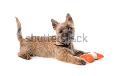 Terrier kutyakölyök játék oldalnézet kutya játszik Stock fotó © eriklam