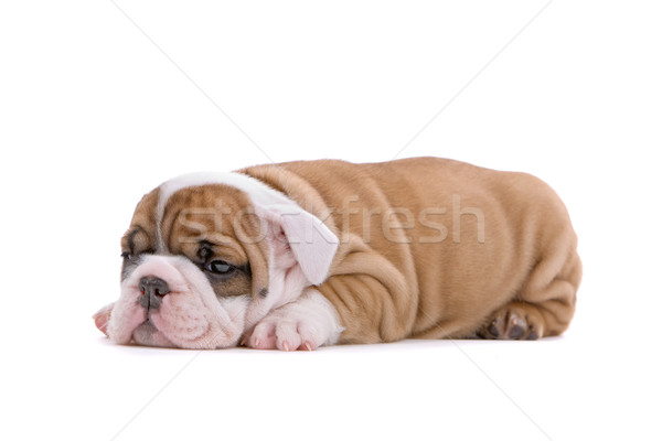 Bulldog puppy cute geïsoleerd witte triest Stockfoto © eriklam