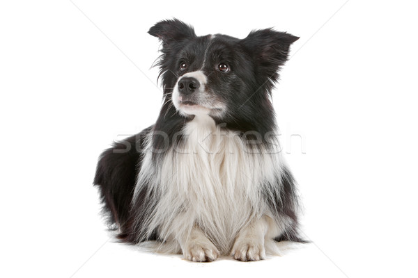 Border collie chien de berger isolé blanche chien frontière [[stock_photo]] © eriklam