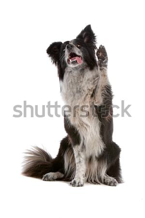Stok fotoğraf: Border · collie · çoban · köpeği · yalıtılmış · beyaz · köpek · oynama