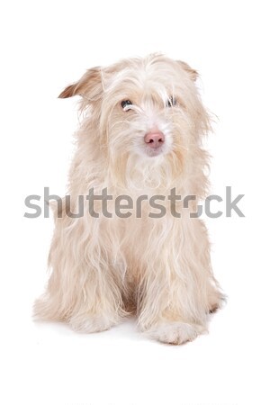 soft coated wheaten terrier soft coated wheaten terrier Stock photo © eriklam