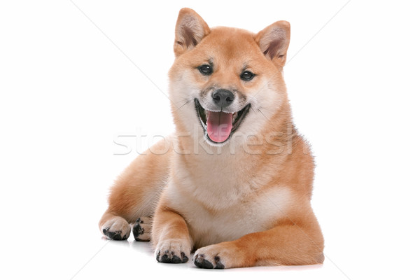 Shiba Inu dog in front of a white background Stock photo © eriklam