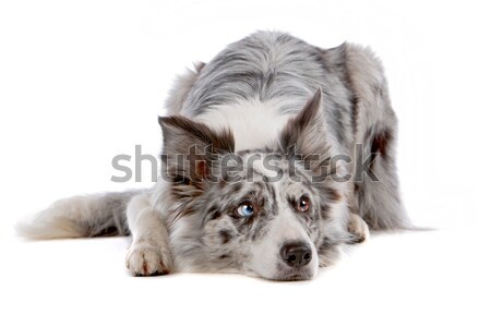 Stok fotoğraf: üç · border · collie · köpekler · beyaz · oturma · evcil · hayvan