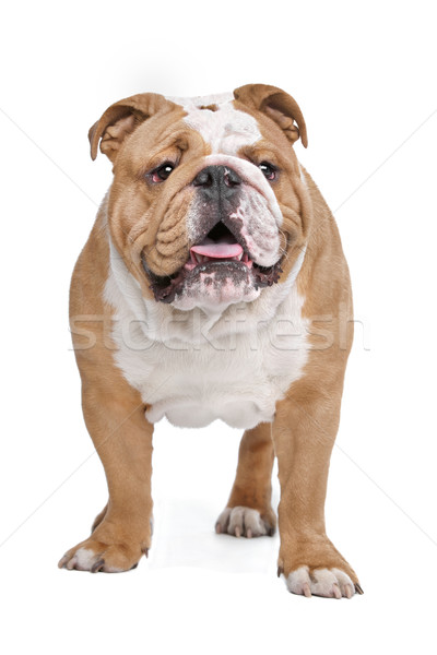 Stock photo: English Bulldog