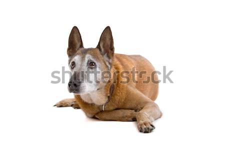 Gemischte Rasse Hund isoliert weiß Natur Stock foto © eriklam