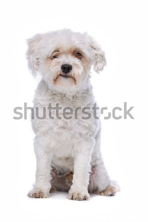 Weiß gemischte Rasse Hund Sitzung Stock foto © eriklam