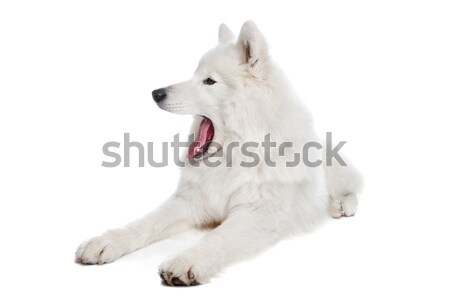 Samoyed dog Stock photo © eriklam