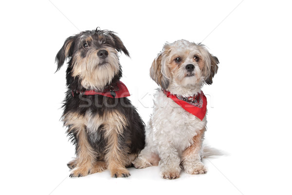 Boomer and maltese dog Stock photo © eriklam
