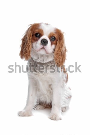 Stockfoto: Koning · hond · achtergrond · witte · huisdier · bruin
