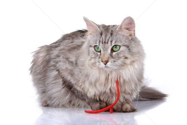 Stockfoto: Noors · bos · kat · geïsoleerd · witte