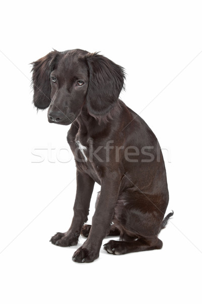 mix breed dog cocker spaniel/flat coated spaniel Stock photo © eriklam