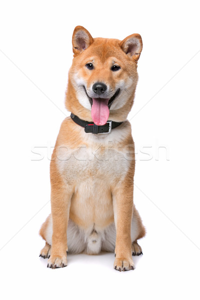 Stock photo: Shiba Inu Dog