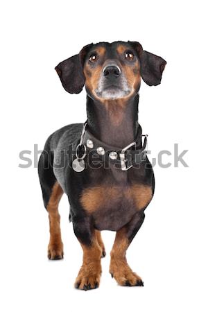 Dachshund Stock photo © eriklam