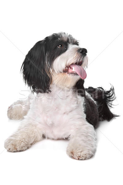 Gemischte Rasse Hund König Schäferhund Stock foto © eriklam
