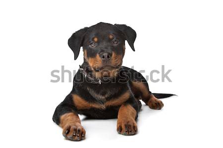 Rottweiler puppy Stock photo © eriklam