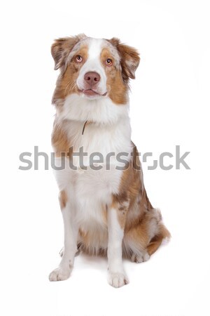 Stock photo: Australian Shepherd isolated on white