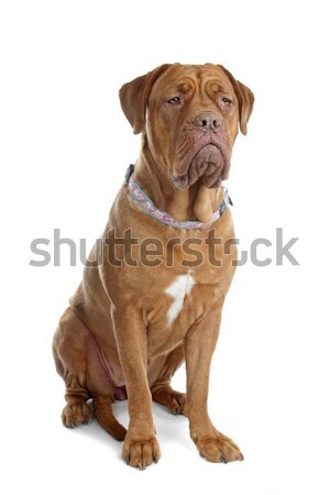 Bordeaux dog or French Mastiff Stock photo © eriklam