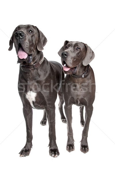 2 グレー 犬 フロント 白 ストックフォト © eriklam