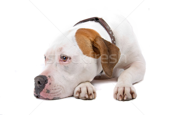 American bulldog piano isolato bianco cane ritratto Foto d'archivio © eriklam