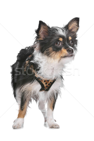 Gemengd ras hond witte studio Stockfoto © eriklam