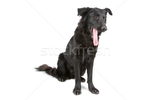 Stock photo: Flat coated retriever dog