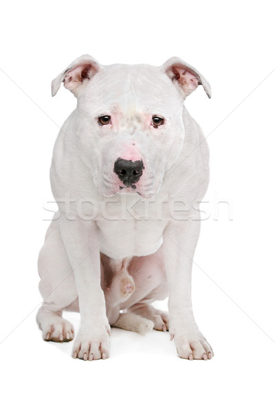 American bulldog bianco cane sfondo studio protezione Foto d'archivio © eriklam