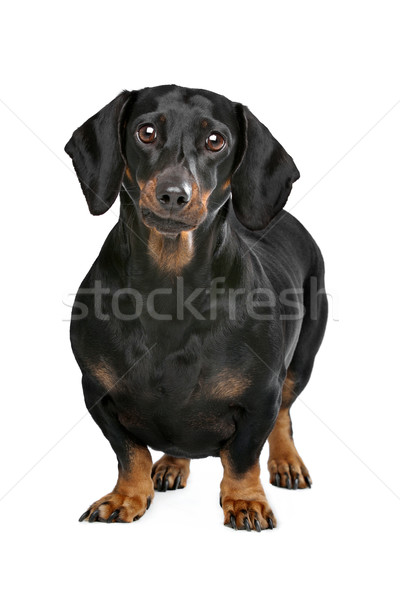 Negro bronceado dachshund blanco grasa animales Foto stock © eriklam